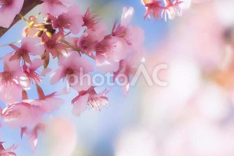 早咲き桜のテクスチャー 桜,春,満開の写真素材