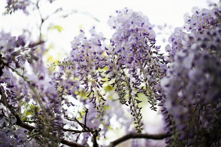 函館五稜郭公園の満開の藤の花 藤の花,紫色,公園の写真素材