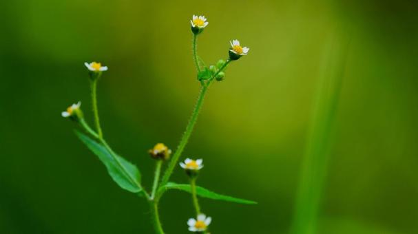 Photo, weed, lespedeza buergeri (species of bush clover), background, 