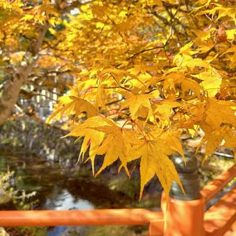 紅葉 紅葉の写真