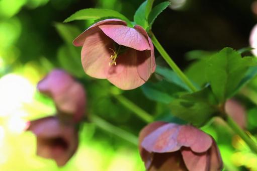 クリスマスローズの花 クリスマスローズの花の写真