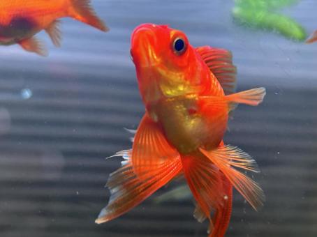 金魚 金魚,魚,観賞魚の写真素材