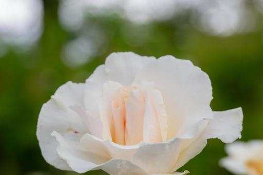 蔵王のバラ(64)の写真