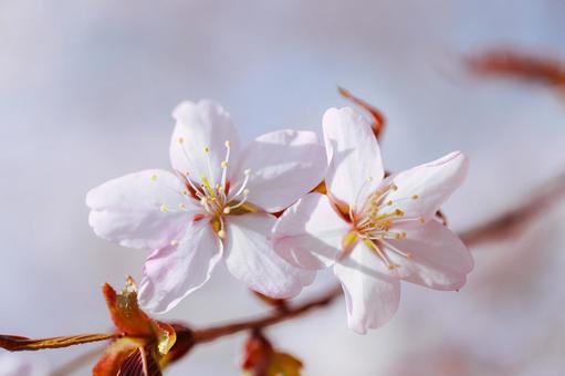 桜の写真