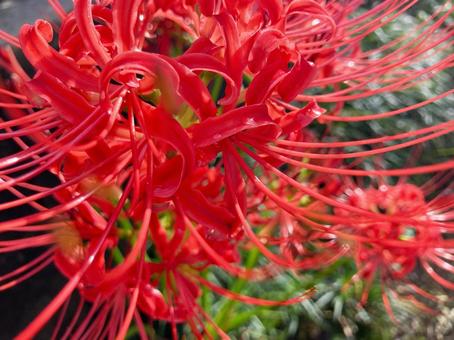 Photo, autumn, cluster amaryllis, marlin, 