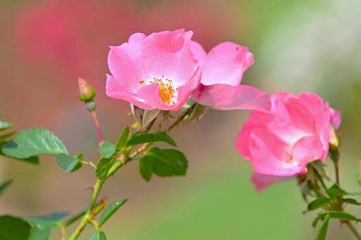 バラ園に咲く美しい秋バラ バラ園に咲く美しい秋バラ 薔薇の花,バラ,花の写真素材