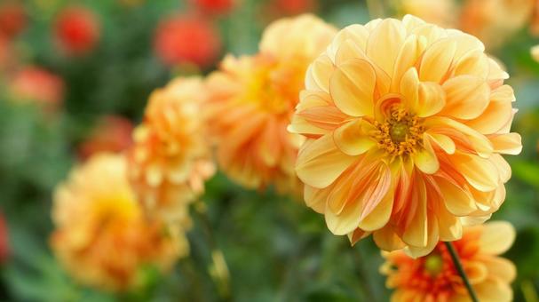 秋のダリア園-886 ダリア,オレンジ色,黄色の写真素材