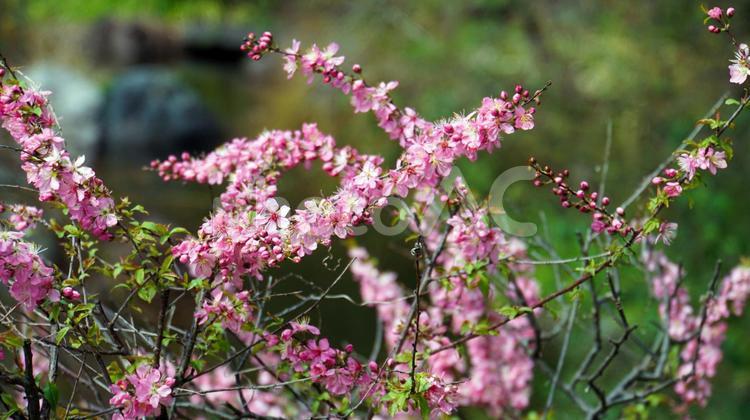 春の花　庭に咲くピンクの梅 梅,ウメ,梅の花の写真素材
