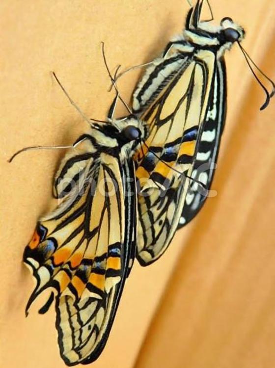 同じ日に羽化した越冬揚羽蝶 生物,昆虫,揚羽蝶の写真素材