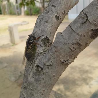 クマゼミ クマゼミ,セミ,蝉の写真素材