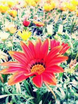 勲章菊 勲章菊の写真