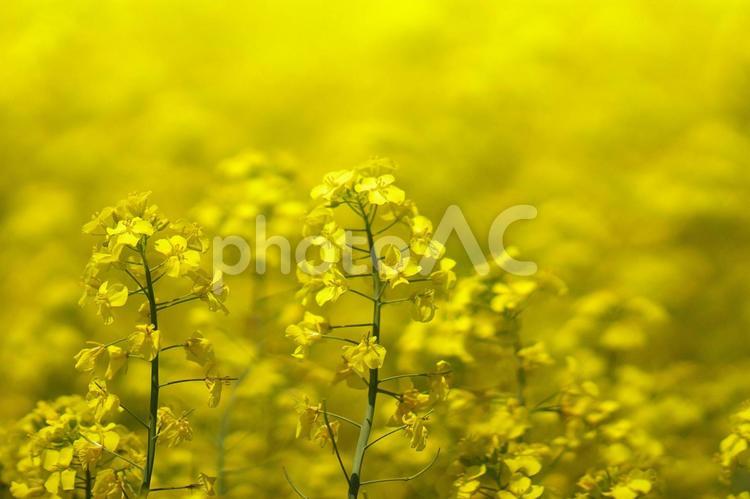 黄色に染まった絶景 5月,あぶらな,うつくしいの写真素材