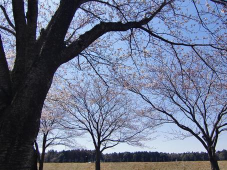 桜並木-5 桜,並木,幹の写真素材