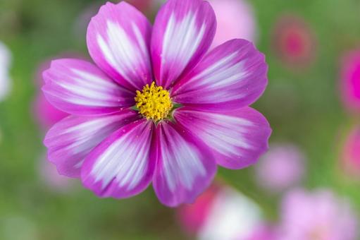 Autumn flowers: pretty pink cosmos, JPG