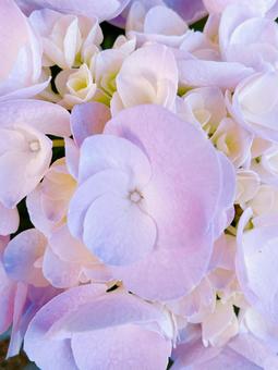 ピンクパープルの紫陽花 ピンクパープルの紫陽花の写真