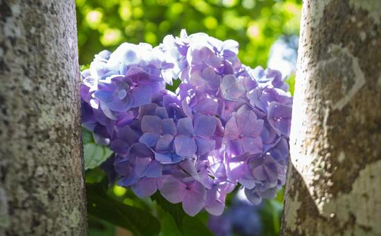 Purple hydrangea flowers, JPG Purple hydrangea flowers, JPG