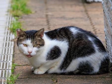少しお惚け顔な野良猫さんです。 少しお惚け顔な野良猫さんです。の写真