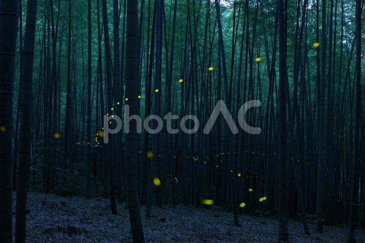 竹林に舞うヒメボタル ヒメボタル,竹林,初夏の写真素材
