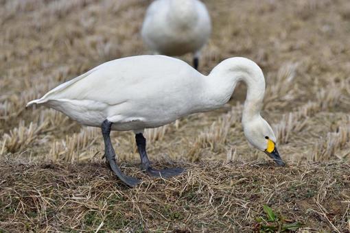 白鳥 白鳥の写真