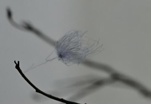 枝に引っかかっている羽毛 自然,風景,晩秋の写真素材