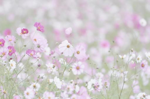彩度低めのパステル調一面のコスモス畑 彩度低めのパステル調一面のコスモス畑 コスモス,花,ハイキーの写真素材