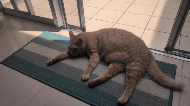 Photo, cat, living, deep cat, 