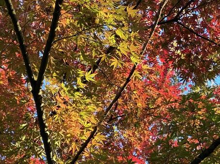 色づき始めた紅葉 紅葉,紅葉狩り,秋の写真素材