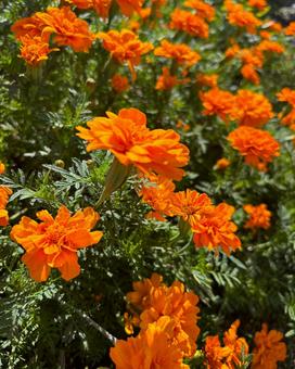 マリーゴールドの写真