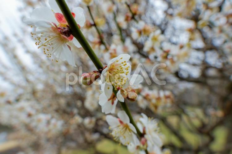 咲き始めの白梅の花 梅,白,花の写真素材