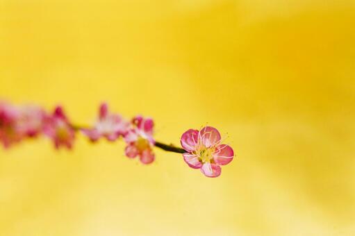 梅の花3 梅の花,１月,2月の写真素材