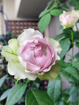 ベランダのバラ・コフレ ベランダのバラ・コフレ バラ,薔薇,コフレの写真素材