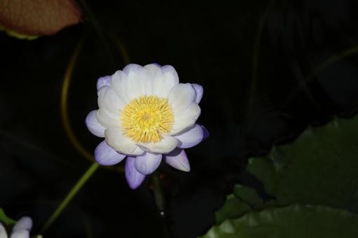 紫色のニンファエアという睡蓮の花のアップ 紫色,ニンファエア,睡蓮の写真素材