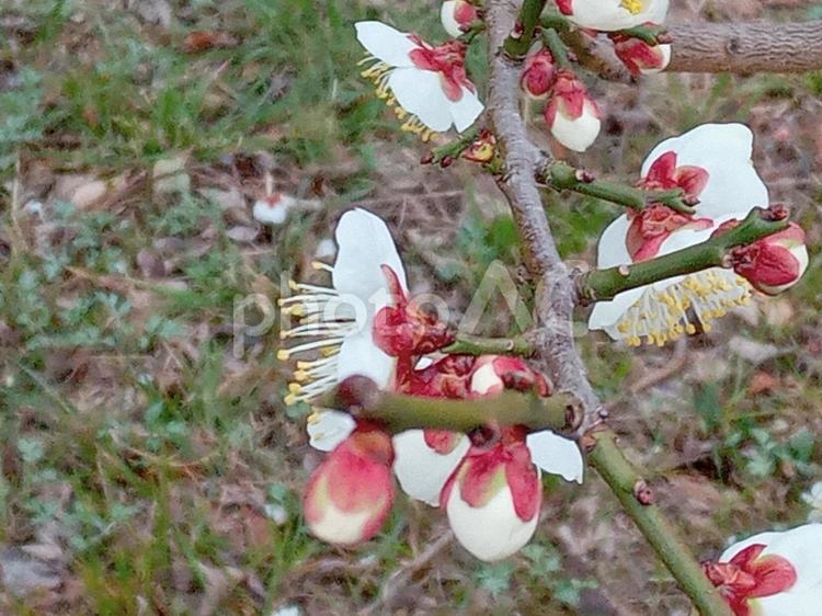 一重野梅　梅の花 一重野梅,梅の花,花の写真素材