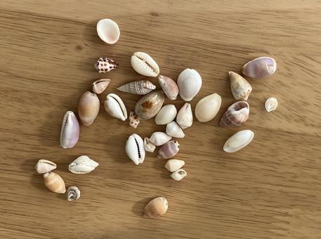 散りばめた貝殻 貝殻,たくさん,小さいの写真素材