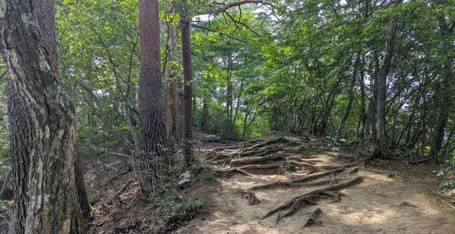 木々と根々 葉,緑,木の写真素材