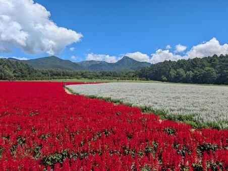 花畑 花畑,花,絶景の写真素材