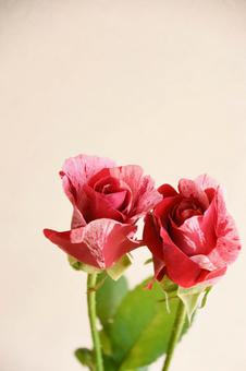 絞り柄のばら 絞り柄のばら 絞り,赤,ピンクの写真素材