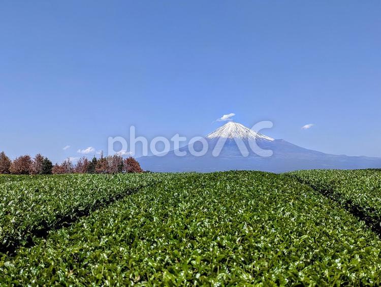 茶畑越しの富士山 茶畑越しの富士山 世界遺産,富士山,植物の写真素材