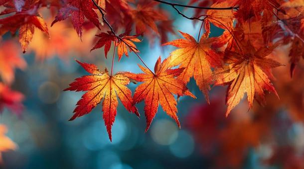 紅葉したモミジの写真