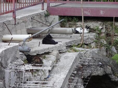 クロアチア　道路端の猫たち クロアチア,猫,道路の写真素材