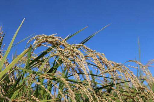秋晴れと稲穂 米,稲,稲穂の写真素材