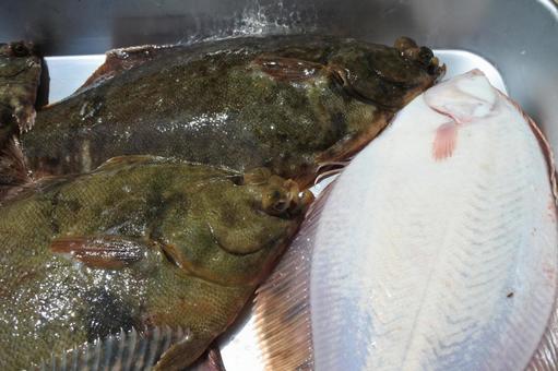 カレイ 瀬戸内海の魚 カレイ 瀬戸内海の魚の写真