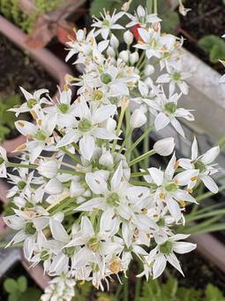 R7.09.05 ニラの花 2 R7.09.05 ニラの花 2の写真