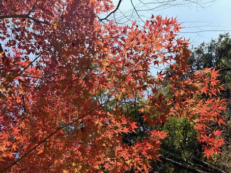 紅葉狩り もみじ,モミジ,紅葉の写真素材