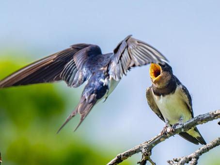 食べ物をもらうツバメ 食べ物をもらうツバメの写真