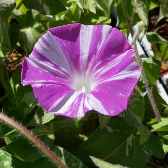 Morning glory flower Naniwa Benishigure, JPG