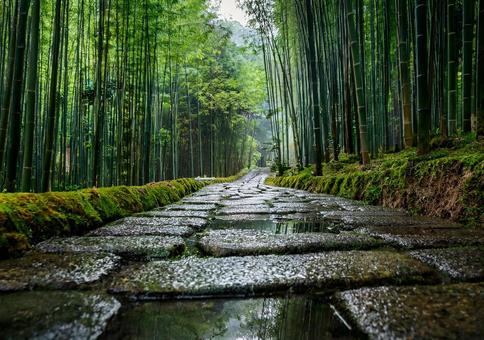 雨水が映す竹林の石畳道 雨水が映す竹林の石畳道の写真