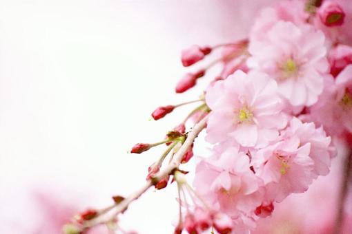 桜 桜の写真