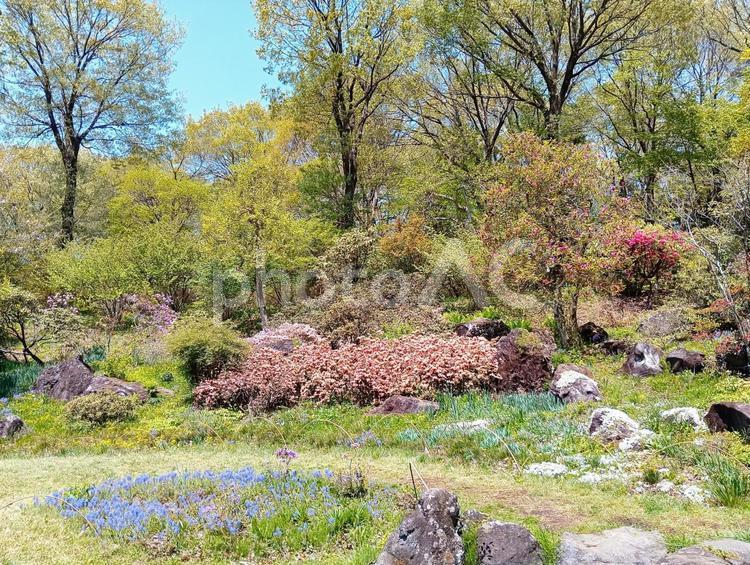 赤城自然園の春　群馬県渋川市 木,樹木,赤城自然園の写真素材