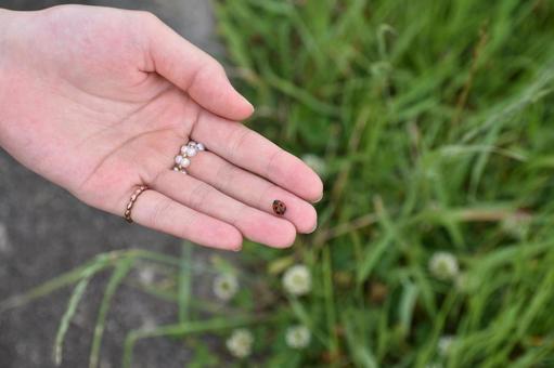 手のひらに乗ったてんとう虫 手のひら,手,てんとう虫の写真素材